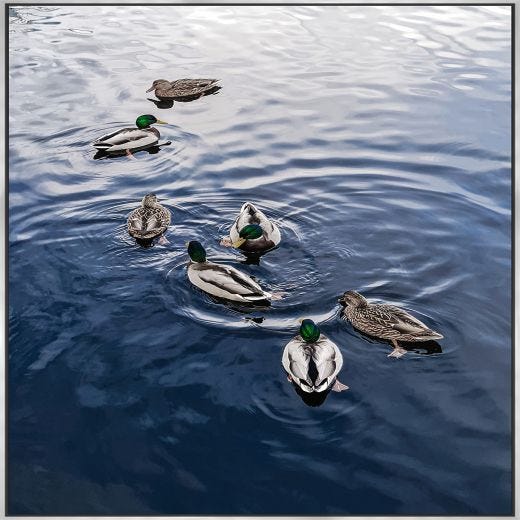 Ducks Swimming Framed Print 24" x 36"