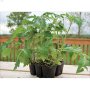 Assorted Vegetable Bedding Plant
