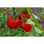 Assorted Vegetable Bedding Plant-6/Pack