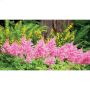 1G Deluxe Astilbe