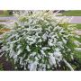 Bridal Wreath Spirea 2 gal