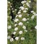 Bridal Wreath Spirea 2 gal