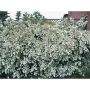 Bridal Wreath Spirea 2 gal