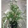 Bridal Wreath Spirea 2 gal