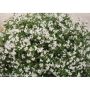 50 cm Yuki Snowflake Deutzia 2 gal Shrub