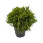 Little Giant Globe Cedar 1 Gal