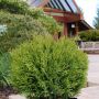 Little Giant Globe Cedar 1 Gal