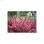 125 cm Sonic Bloom Pink Weigela 2 gal Shrub
