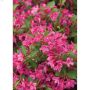 Weigelia rose Sonic Bloom