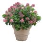 Little Quick Fire Hydrangea PW 2 gal
