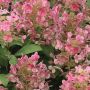 Little Quick Fire Hydrangea PW 2 gal
