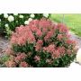 Little Quick Fire Hydrangea PW 2 gal