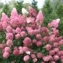 175 cm Fire Light Hydrangea 2 gal Shrub