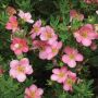 50 cm Pink Beauty Potentilla 2 gal Shrub