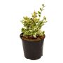Emerald Gaiety Euonymus 1 Gal
