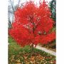 Autumn Blaze Maple 7 gal