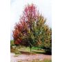 Autumn Blaze Maple 7 gal