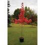 Autumn Blaze Maple 7 gal