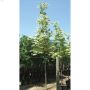 Arbre érable Harlequin Norway 1000  cm et  7  gal