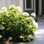 Incrediball Hydrangea 2 Gal