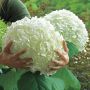 Incrediball Hydrangea 2 Gal