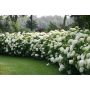 Incrediball Hydrangea 2 Gal