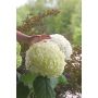 Incrediball Hydrangea 2 Gal
