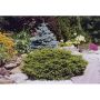 Nest Spruce 3 Gal