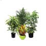 4\" Assorted Tropical Plants