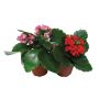 4\" Kalanchoe