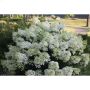 Bobo Hydrangea PW 2G