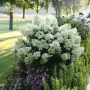 Bobo Hydrangea PW 2G