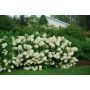 Bobo Hydrangea PW 2G
