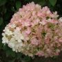 Bobo Hydrangea PW 2G