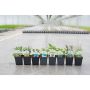 3.5" Assorted Herbs