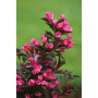 Spilled Wine Weigela
