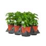 6" Assorted Herbs
