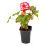 4" Annuals