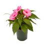4" Annuals