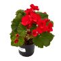 4" Annuals