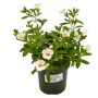 4" Annuals