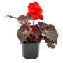 4" Annuals