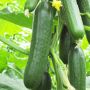 4" Vegetable