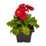 Step Hugger Planter