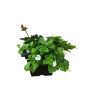 Step Hugger Planter