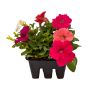 Assorted Annual Bedding Plant-6/Pack