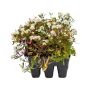 Assorted Annual Bedding Plant-6/Pack