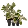 Assorted Annual Bedding Plant-6/Pack