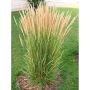 2 gal Assorted Grasses