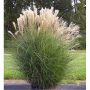 2 gal Assorted Grasses